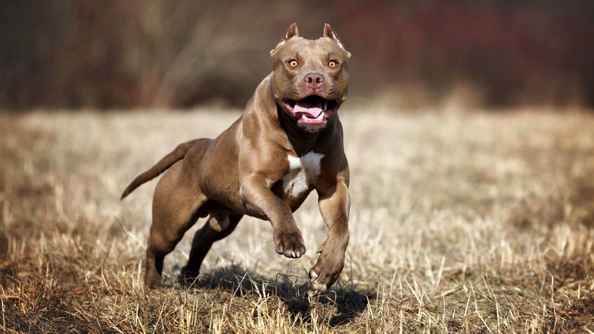 Спортивные питбули. Американский питбультерьер. Американский стаффордширский питбультерьер. Стаффордширский терьер американский питбультерьер. АПБТ американский питбультерьер.