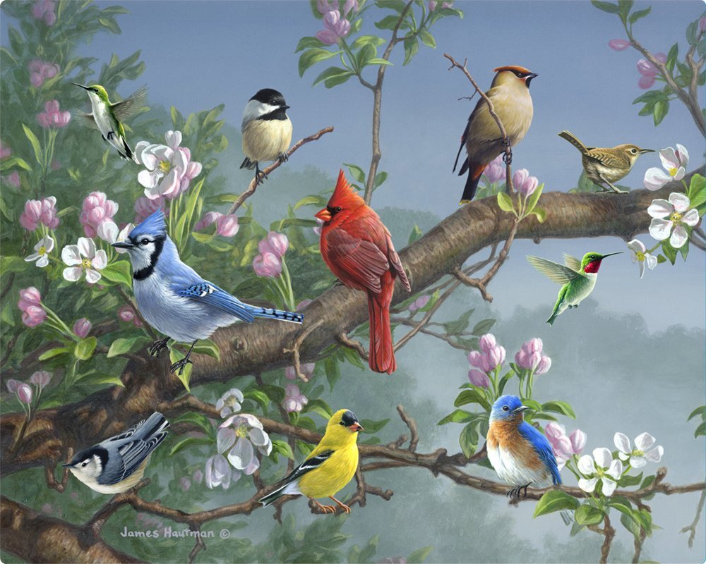 Живой птичий фейерверк