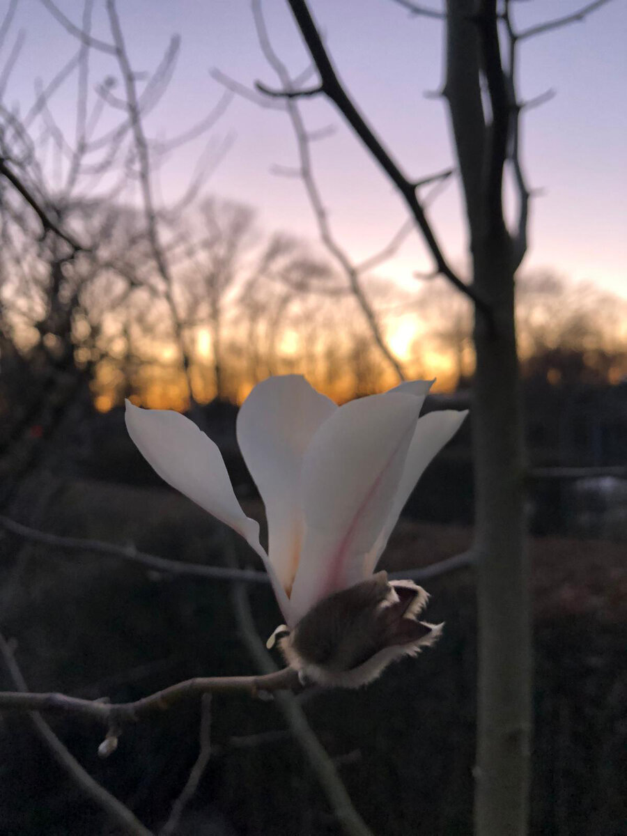 Она приходит с претензией к жизни: «Помогите найти смысл. Просыпаюсь утром и не хочу вставать- зачем это все- идти куда то, работать, убирать, приводить себя в порядок. Смотрю на свою жизнь и думаю: «и это всё? И какой в этом смысл?»  Когда то она была маленькой девочкой и заглядывала на небо из- под маргариток, с любопытством рассматривала как они закрывались под вечер в бесцветные горошины. Когда мама просила её принести с огорода укроп, она путала его с ботвой морковки и незаметно пробовала на вкус, чтобы наверняка угадать. Все мы при рождении получаем подарок- возможность делить друг с другом жизнь на этой удивительной планете. Дети пользуются этим подарком и их сердце незаметно наполняет радость. Взрослея, мы начинаем доверять рациональной части мозга всё больше и больше- мыслям, представлениям, идеям и теориям, удаляясь таким образом от реальности как она есть, утопая в интерпретации этой реальности. Впервые ярко столкнулась с этим, когда мы, ещё студенты, зимой замерли на пороге приюта в Карпатах, увидев невероятной величины Луну. Дыхание замерло, дрожь пошла по коже- нечто удивительное заполняло душу, завораживало. Все стояли молча, потому что слова были лишними. Физик Андрюша посмотрел на нас с усмешкой: «Световое явление. Ничего особенного.» Он остановился на Луне глазами лишь на мгновение- потом заработала теория, сравнение, анализ- они украли у Андрюши радость бытия и радость восприятия. Как только начинает работать мысль и объяснение- места восприятию больше не остаётся, как и места любопытству и простой радости бытия.
Теория, что в жизни должен быть смысл возникает с первыми страданиями. Но и страдания возникают зачастую с теориями и представлениями. Это никакого отношения не имеет к жизни как к подарку. Если дарят платье- какой смысл? Если автомобиль? Если куклу? Носите, используйте это, играйте этим и радуйтесь этому. Радость можно легко перекрыть мыслями и ими же можно породить страдания: «а нужна ли мне машинка? А идет ли мне это платье? А та кукла лучше, чем моя» Но радость не исчезает полностью а ждёт, когда Вы перестрадаете, чтобы снова наполнить вашу жизнь. Если мысли закрыли от Вас жизнь, отодвигайте их хоть ненадолго- так Вы дадите себе шанс вернуться к радости бытия. А есть ли в этом смысл? - это всего лишь мысль. Жизнь дана нам не для того, чтобы отвечать на претензии логики. Либо Вы живёте и радуетесь, либо оцениваете и проводите время в размышлениях. Это как разница между укропом и ботвой морковки. Если путаете- попробуйте на вкус. 
Хотя, все, конечно, не так просто…