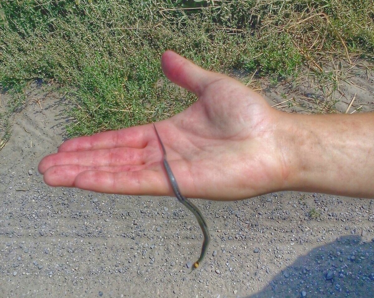 Маленький ужик