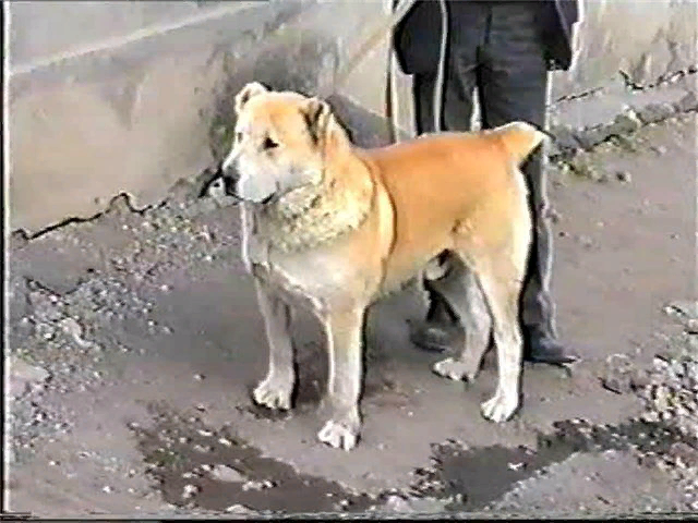 АКО Осетии. Легендарный Рыжий Хода.