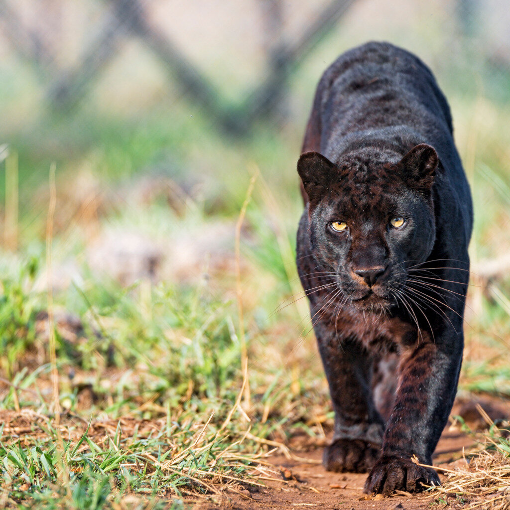 фото дикой черной кошки