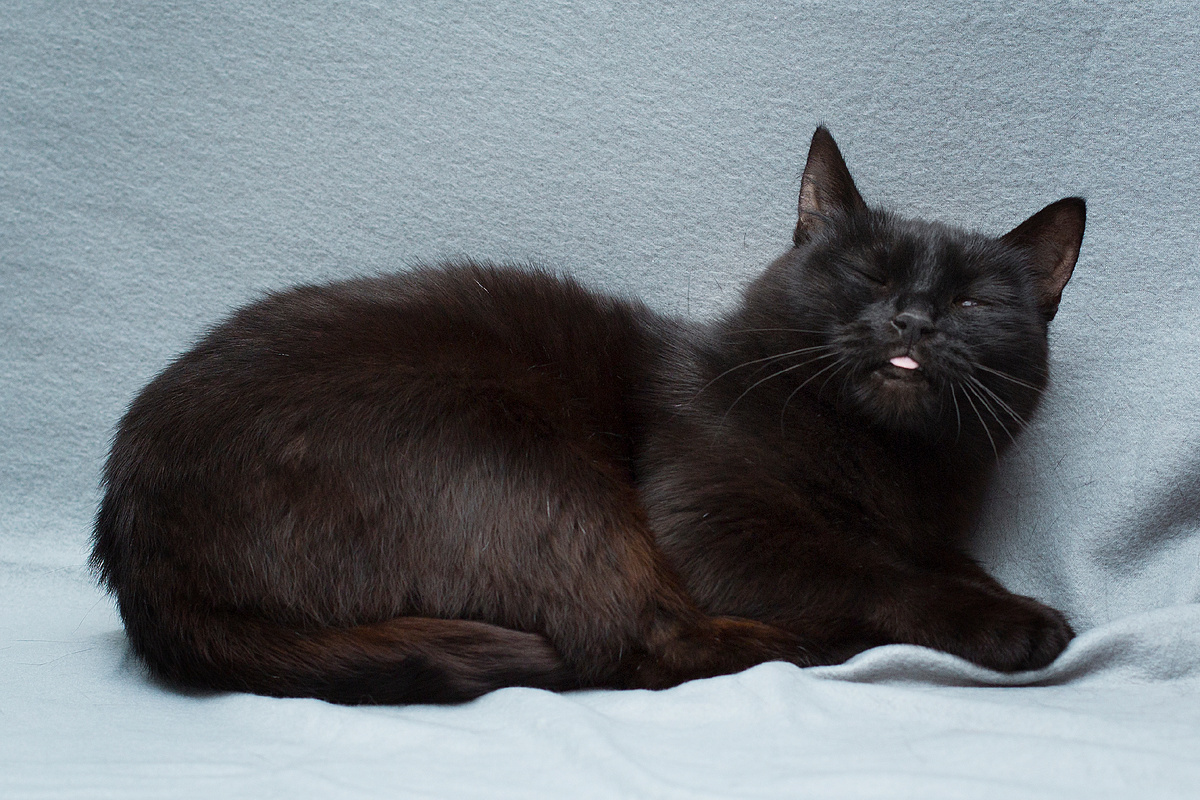 Вот, примерно так делает, если её почесывать под мордочкой