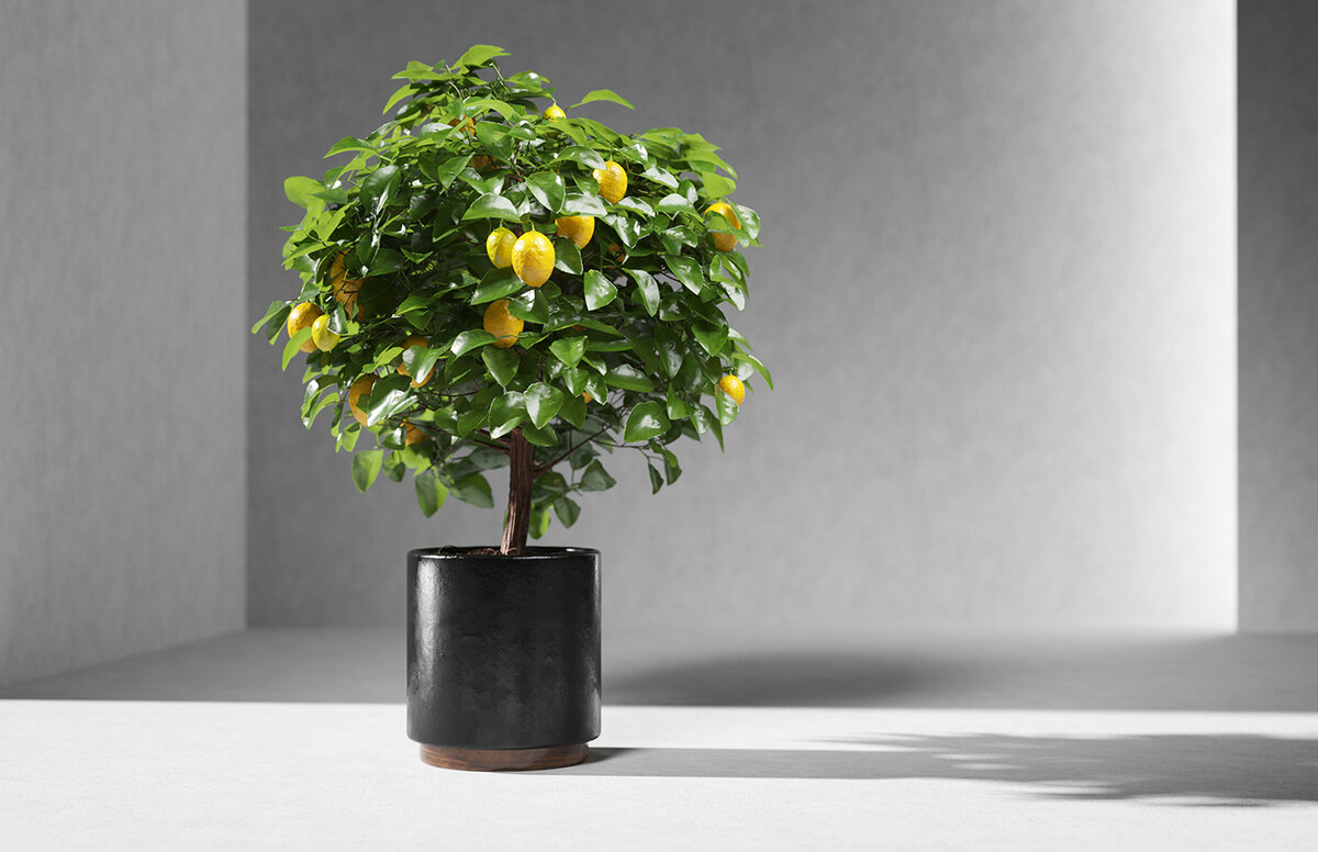 Как правильно удобрять лимонное дерево в домашних условиях