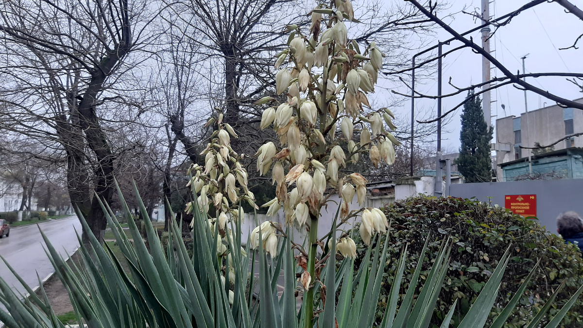 Цветы юкки висят на цветоножках образуя метёлку и достигают семи сантиметров в длину.