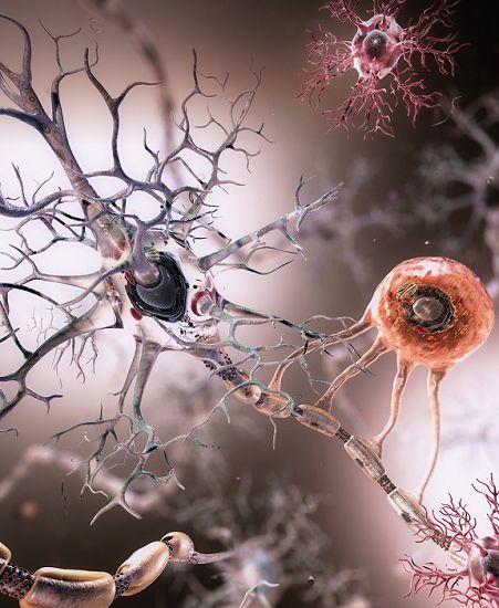 Нервные клетки (нейроны) человека.