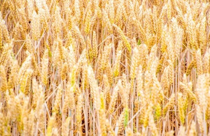    ДНК экзотической пшеницы поможет усилить жароустойчивость культуры