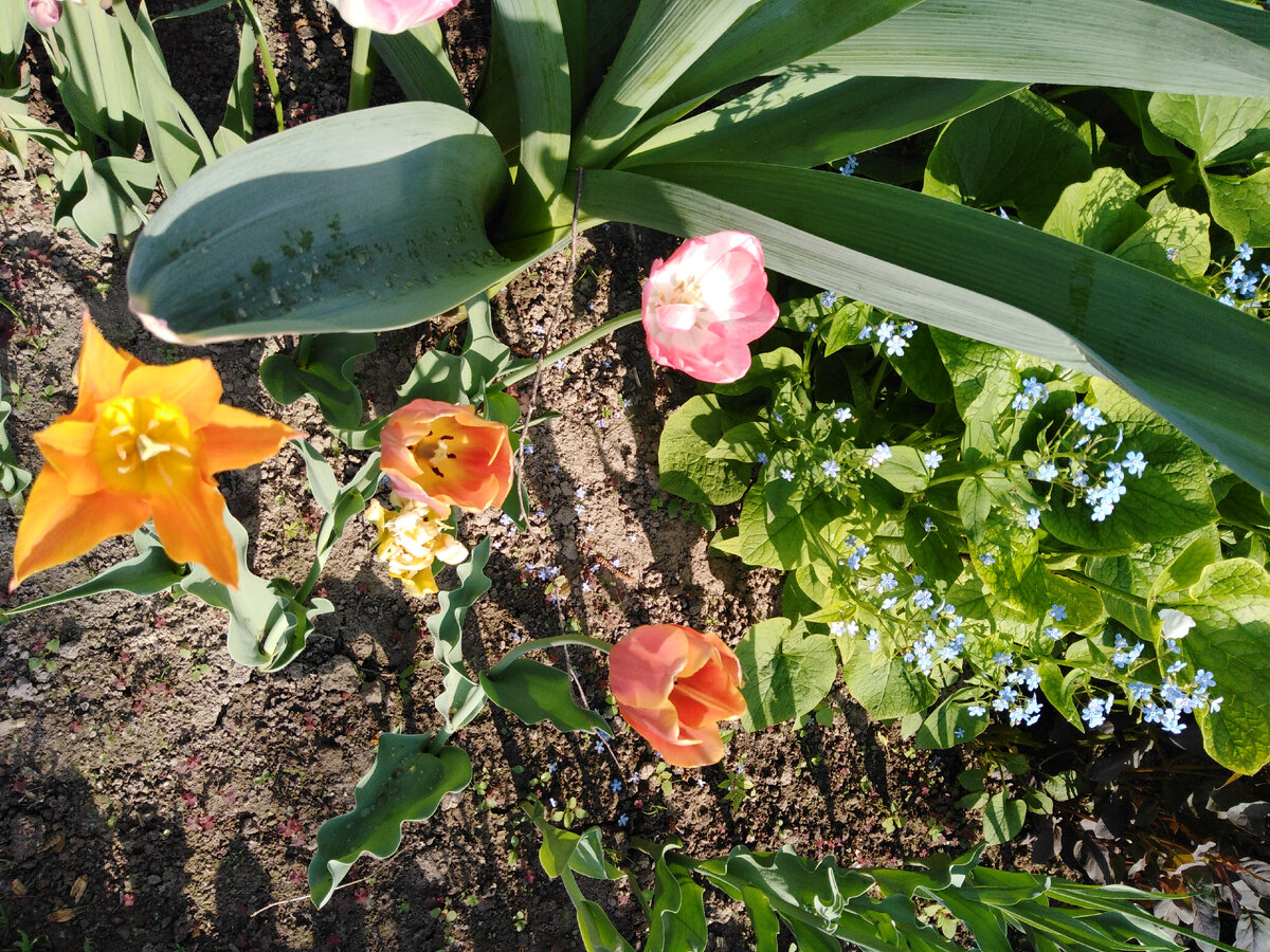2019: брунера с тюльпанами в мае