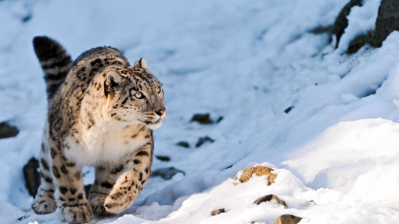     Снежный барс. Tambako The Jaguar, CC BY-ND 2.0, part from original