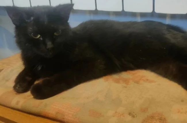 Фото кошечки найденной на трассе 