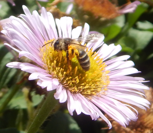 Зачем пчелам нектар и пыльца