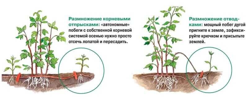 Картинки размножение малины