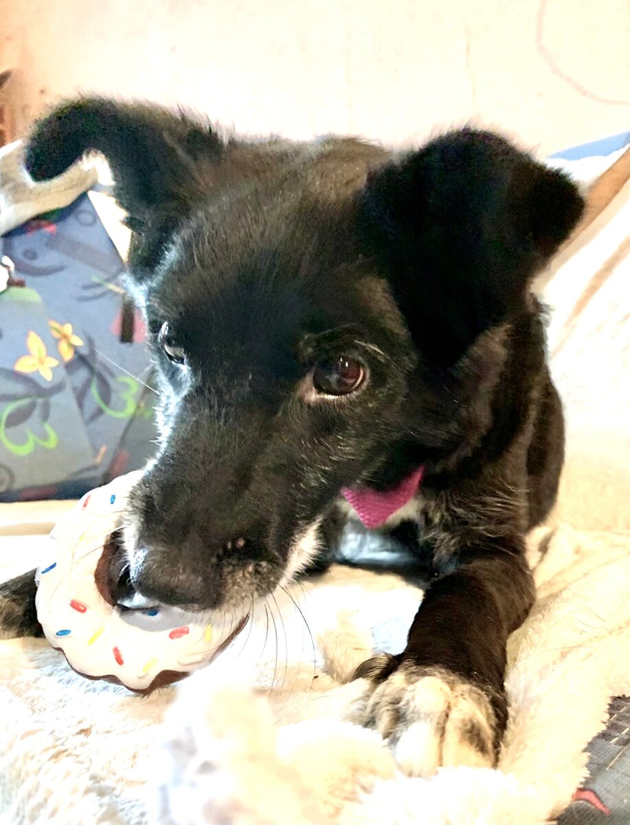 Москва и область. Амур, 2 года, метис, 40 см в холке, привит, обработан, кастрирован. Амур - это море любви, энергии и позитива.