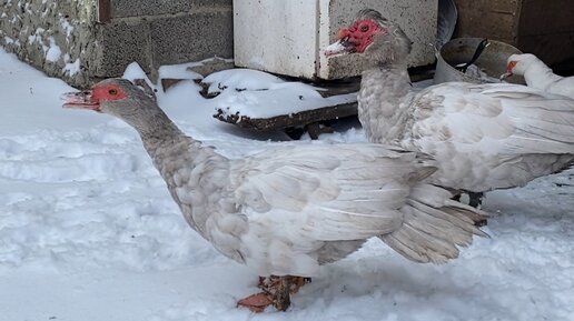 Кирилл Степанов | Молодой фермер 👨‍🌾 | Утиные переговоры 🦆 # ...