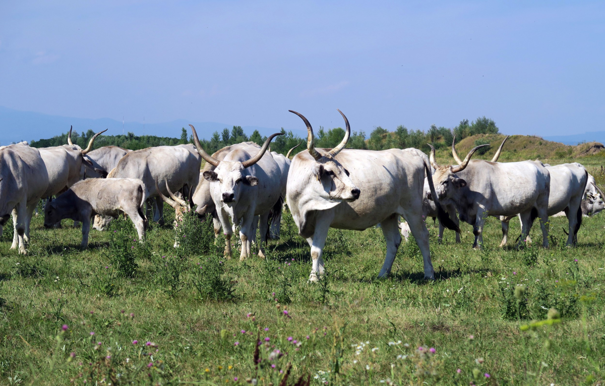 Ура! Хоть кого-то в этом мире ценят просто за то, что они есть! 