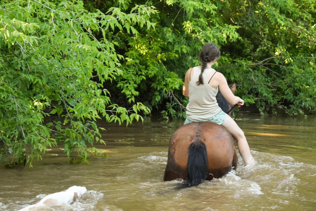 Умеют ли лошади плавать? Купаемся на лошадях | Усадьба Белая Лошадь | Дзен