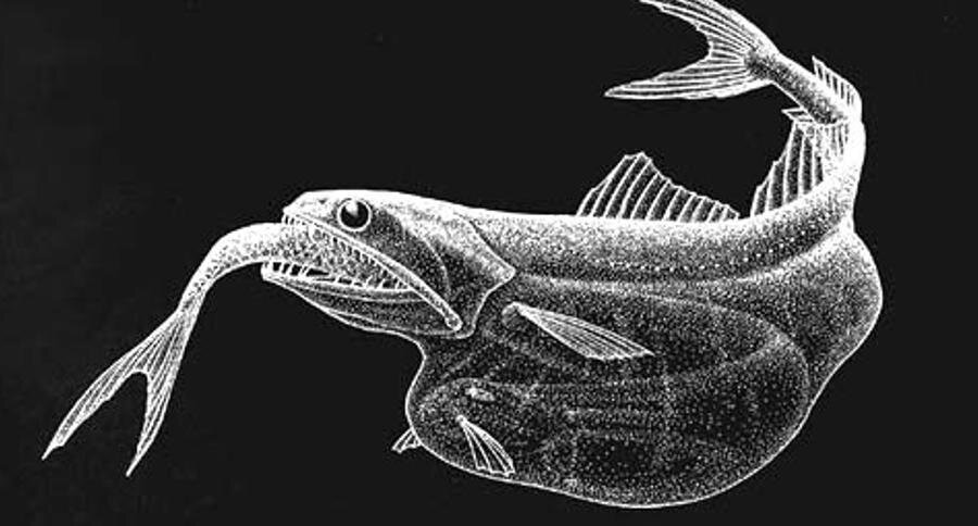 Живоглот глотает добычу(фото не мое).