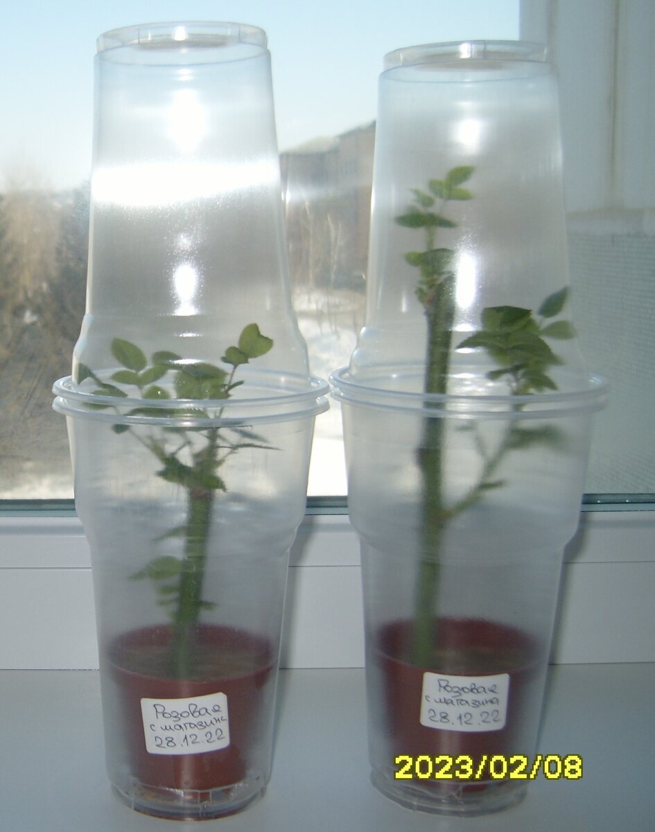 Два черенка розы из магазина без листьев по состоянию на 8 февраля