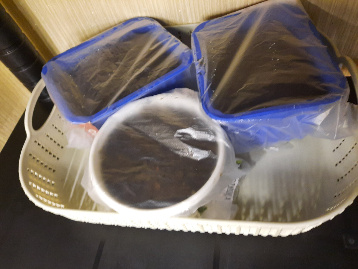 Всходы появились через неделю.