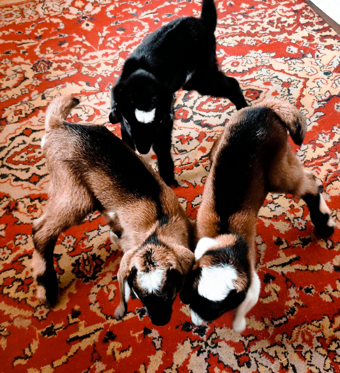 Утром уже резвятся