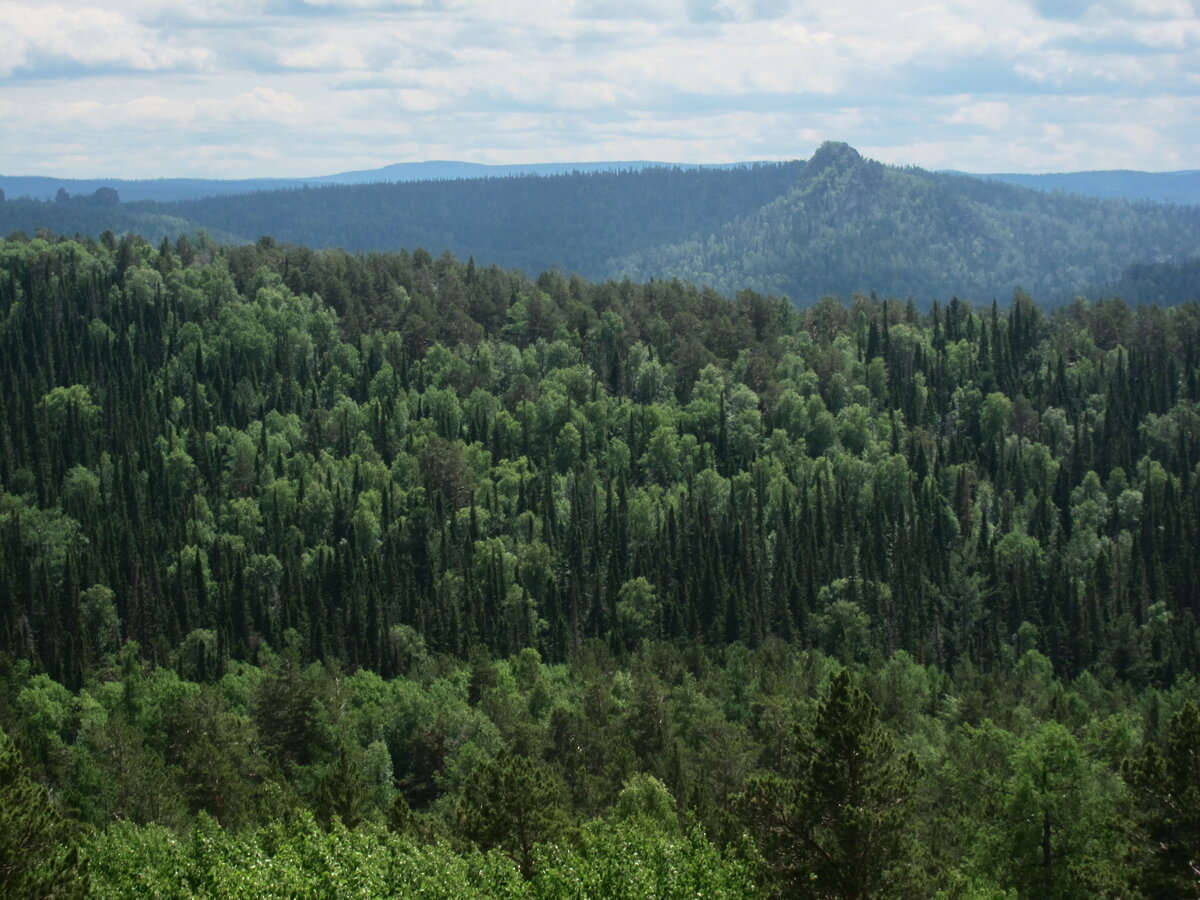 Зона тайги Красноярского края