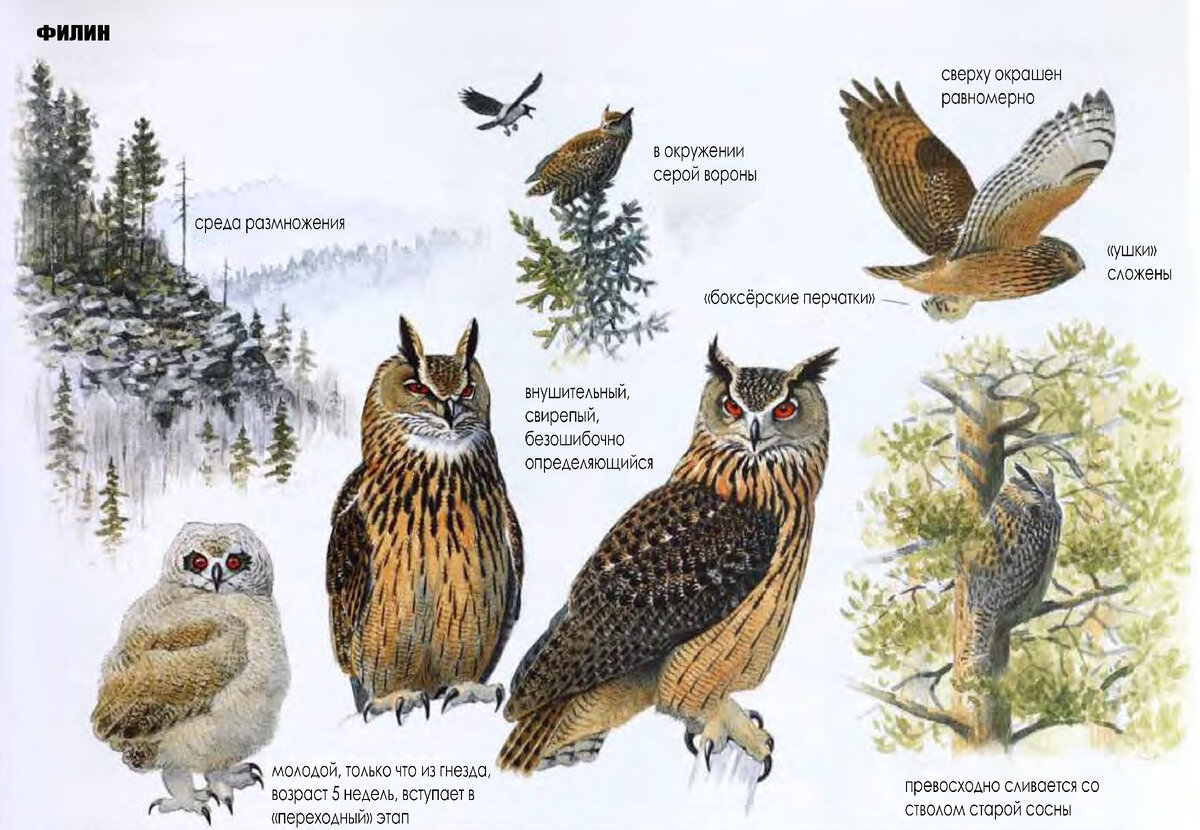 Совы (основные отличия): филин, ушастая и болотная сова | Siberian Birds  Guide | Дзен