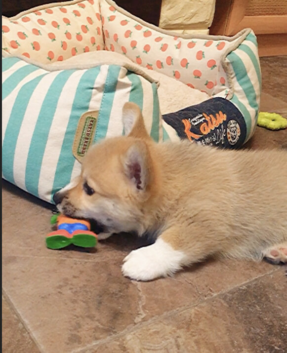 Чем бы щенок не тешился, лишь бы зубы в камин не совал