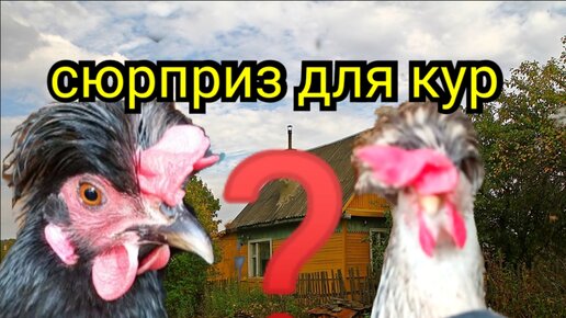 Как создать комфортные условия для разведения кур-несушек?