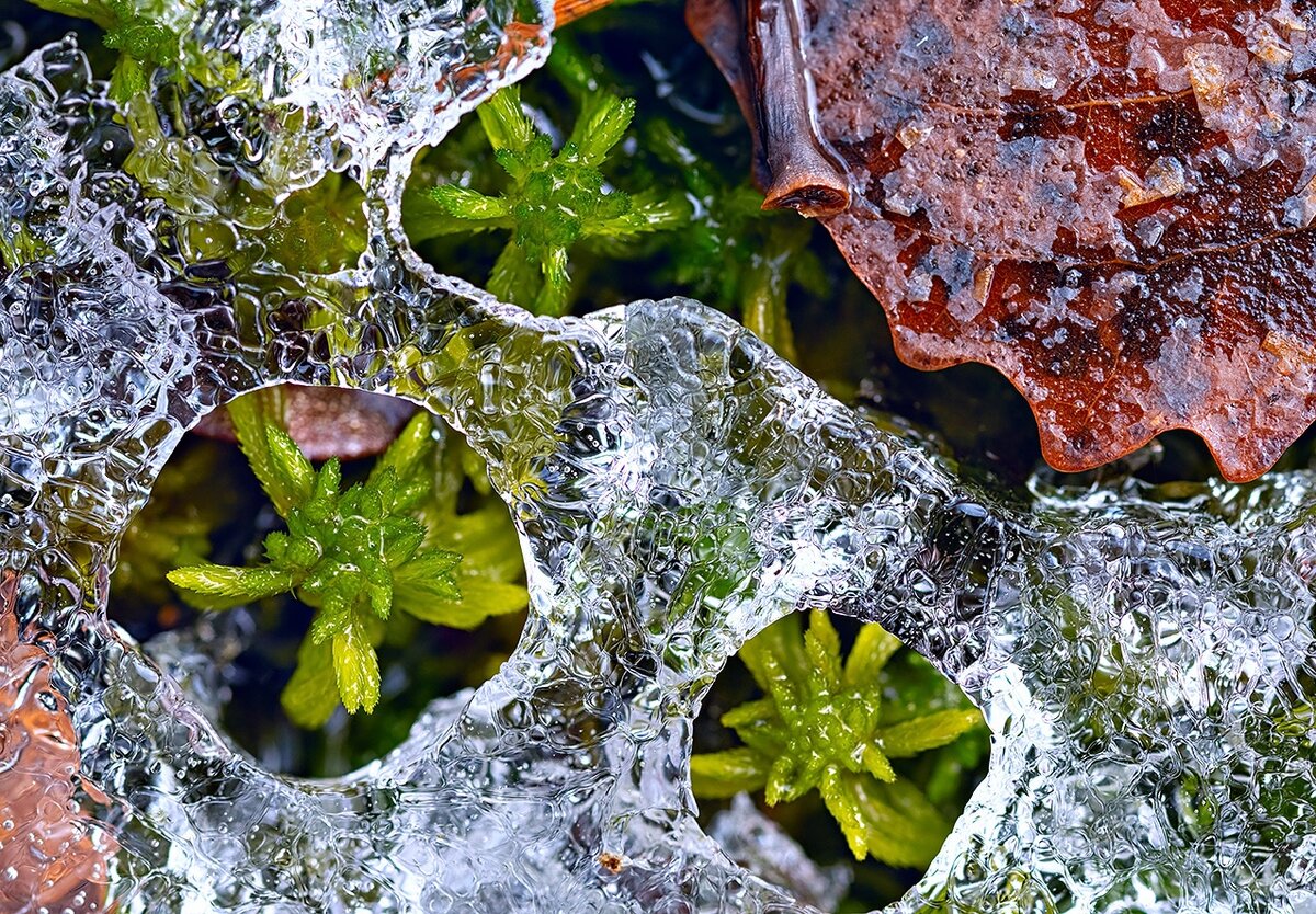 Проталинки в лесу. Фото Елены БЕЛОЗОРОВОЙ.