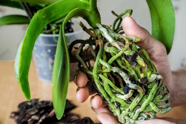     Здоровые корни фаленопсиса