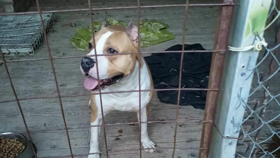     В Ставрополе пришлось провести операцию по спасению детей от стаффордширского терьера, сообщает Противопожарная и аварийно-спасательная служба региона.