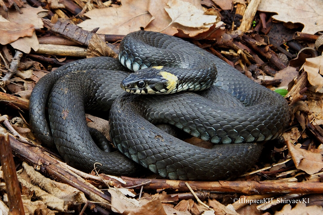 Пять уж. Покажи мне ужа. Пять уж. Обыкновенный уж natrix natrix. Гадюковый уж.