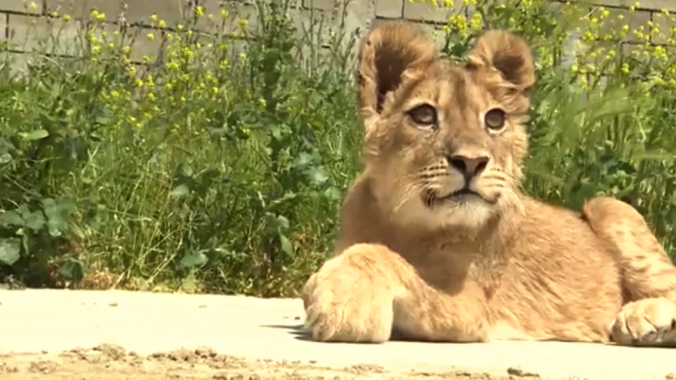 Эту красавицу успели спасти, но у львицы серьезные проблемы со здоровьем