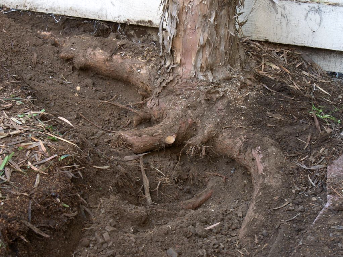Как уничтожить корни деревьев и кустов