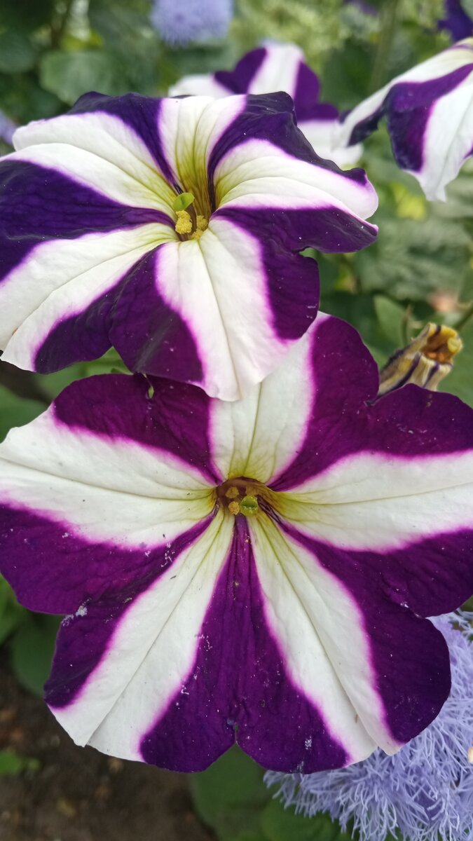 Цветы для моих читателей! 