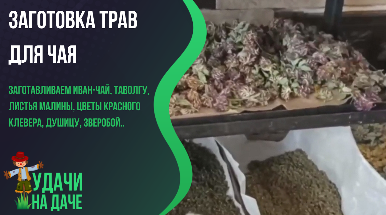 Заготовка трав для чая