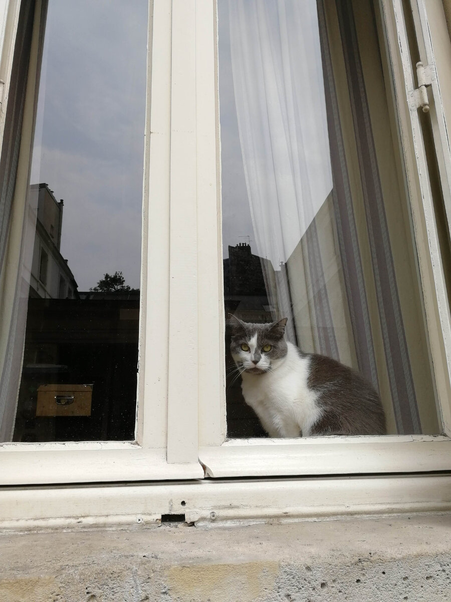 Парижский суровый флегматичный le chat