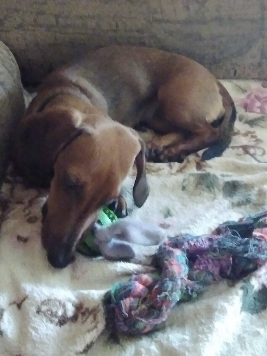 Мои игрушки-погрызушки