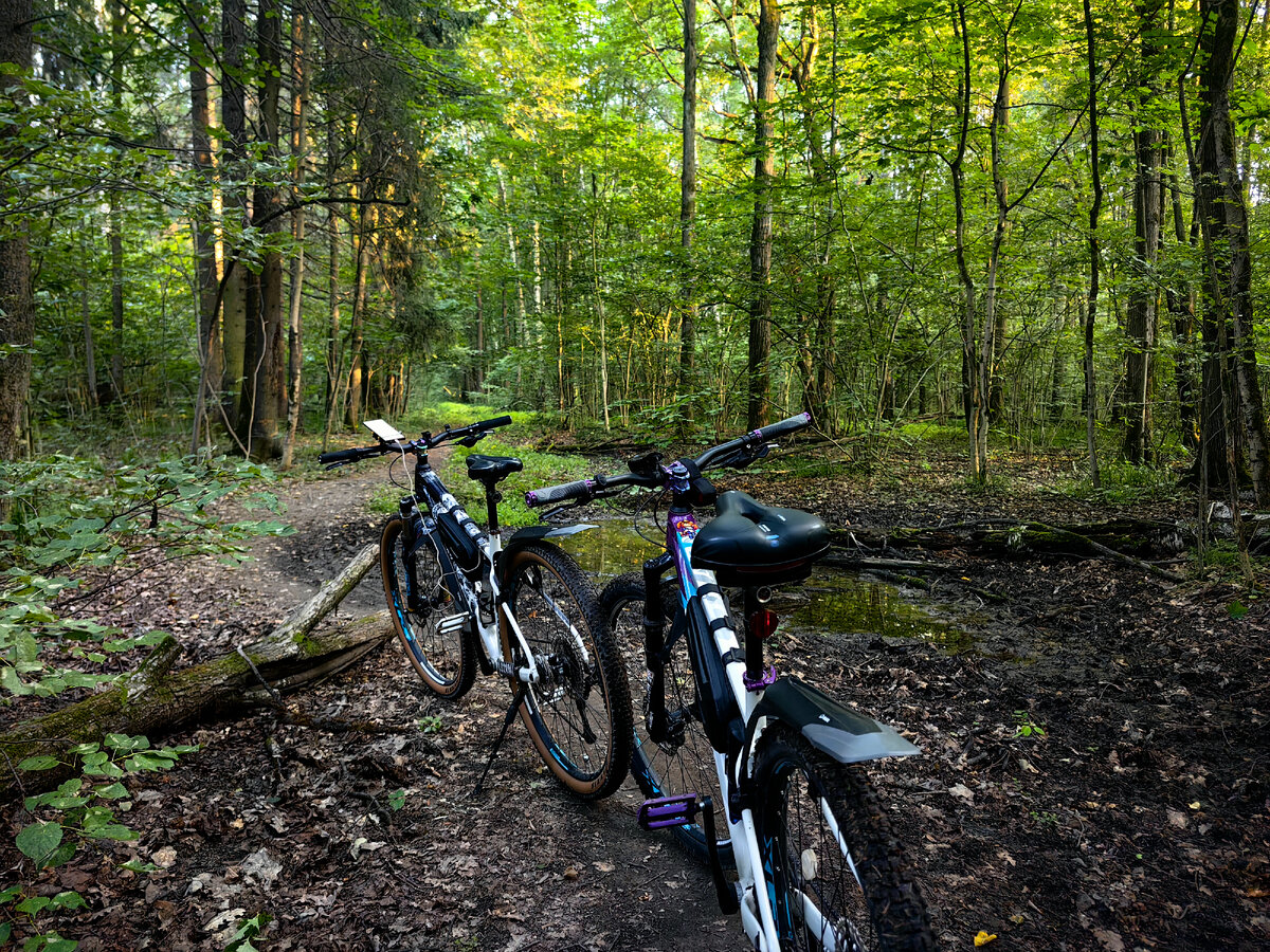 В глубине леса