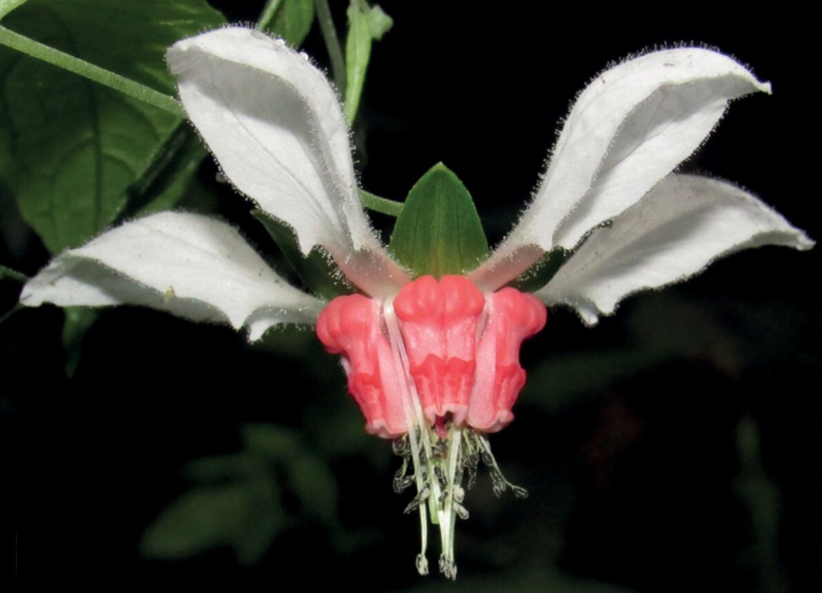   Tilo Henning et al. / PhytoKeys, 2023
