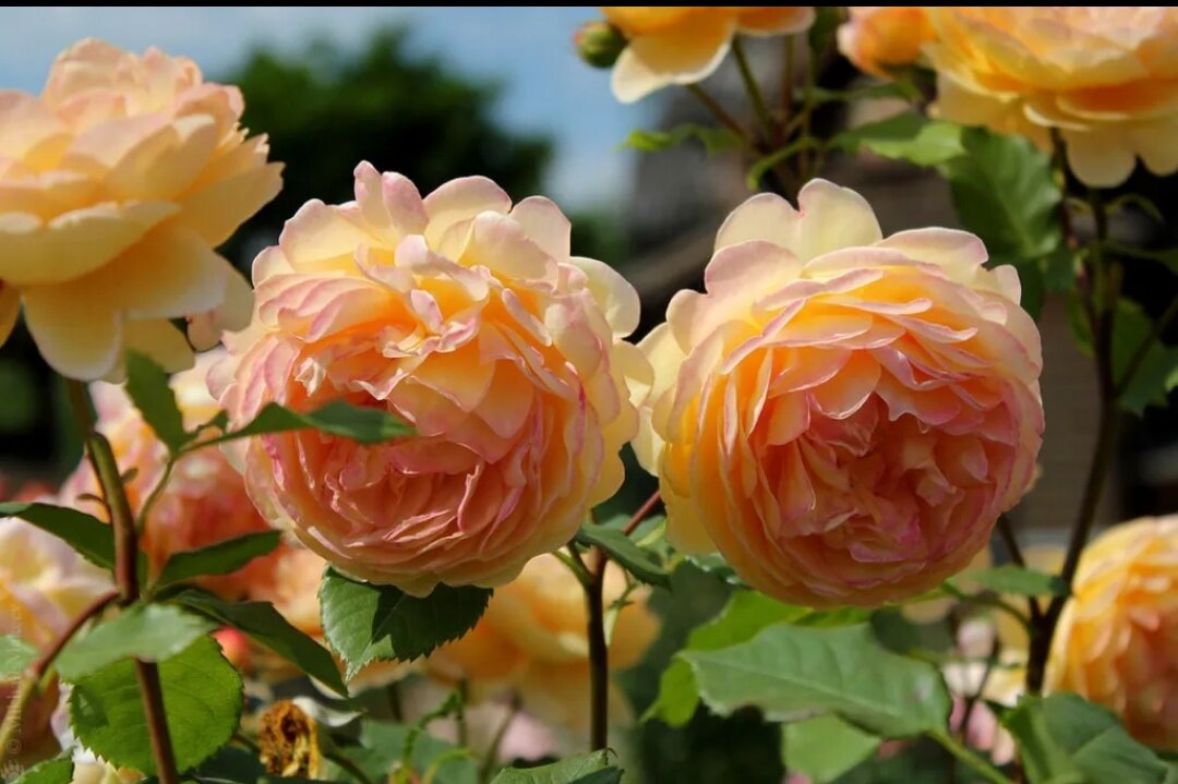 Желтые английские розы. Сорт розы Голден Селебрейшен.