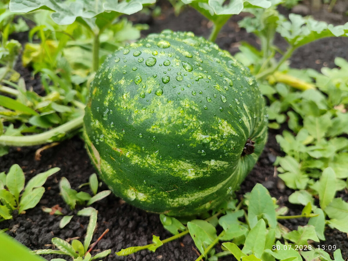 Никогда не думала, что такое скажу, но у маленьких арбузиков такая нежная кожица))