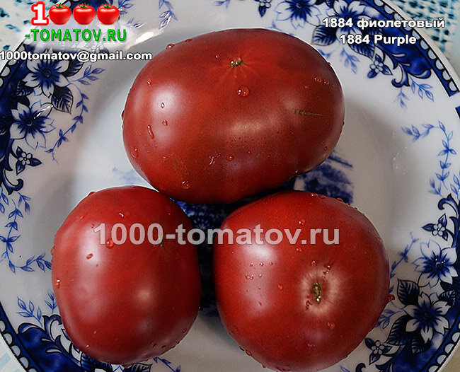 ТОМАТЫ КРУПНЫЕ, СЛАДКИЕ, УРОЖАЙНЫЕ ч.1 | 1000 томатов | Дзен
