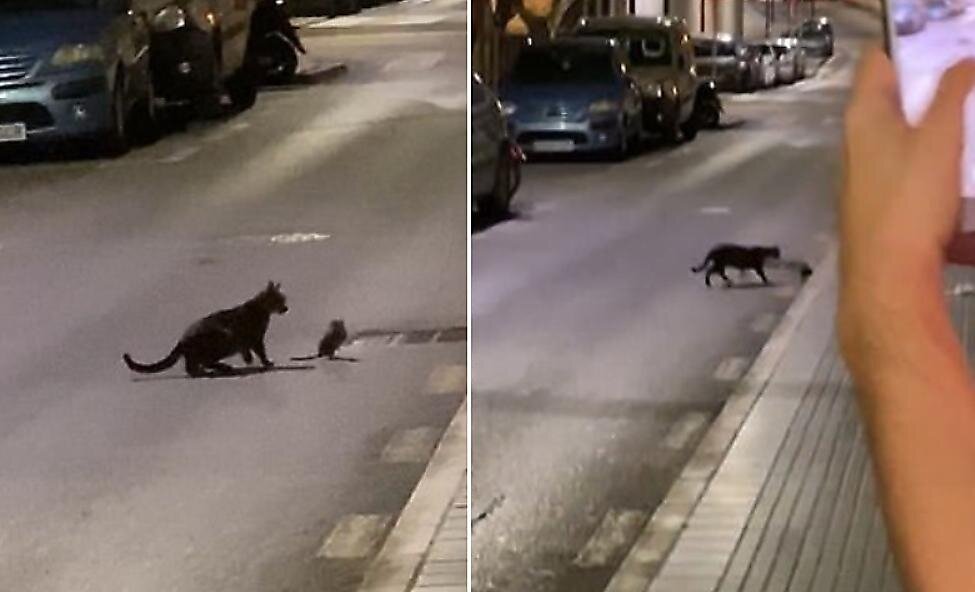 Бесстрашная крыса сумела защититься от атаки кота