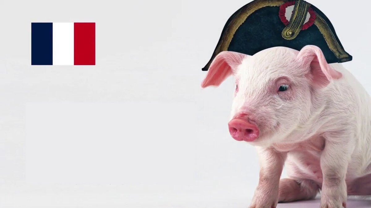 Имена для свинок мальчиков. Свинья Наполеон. Свинка Франция. Клички для поросят. Во Франции запрещено называть свинью Наполеоном.