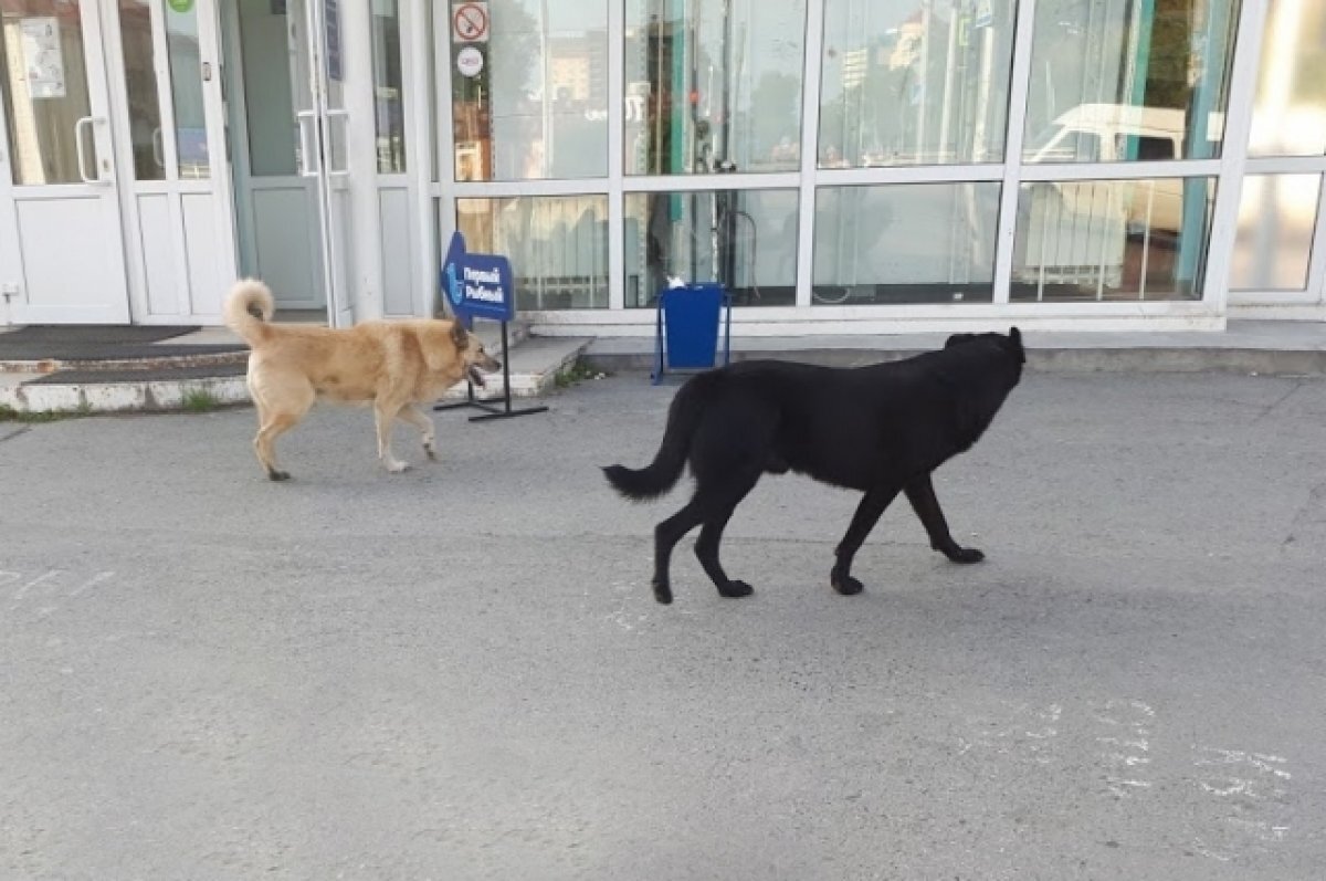    Под Тюменью мальчику, которого укусила собака, выплатили 10 тыс. рублей