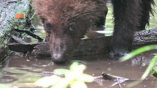 Всем живым существам нужна вода!