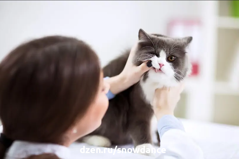 У кота аллергия: акне и сильно опухла губа