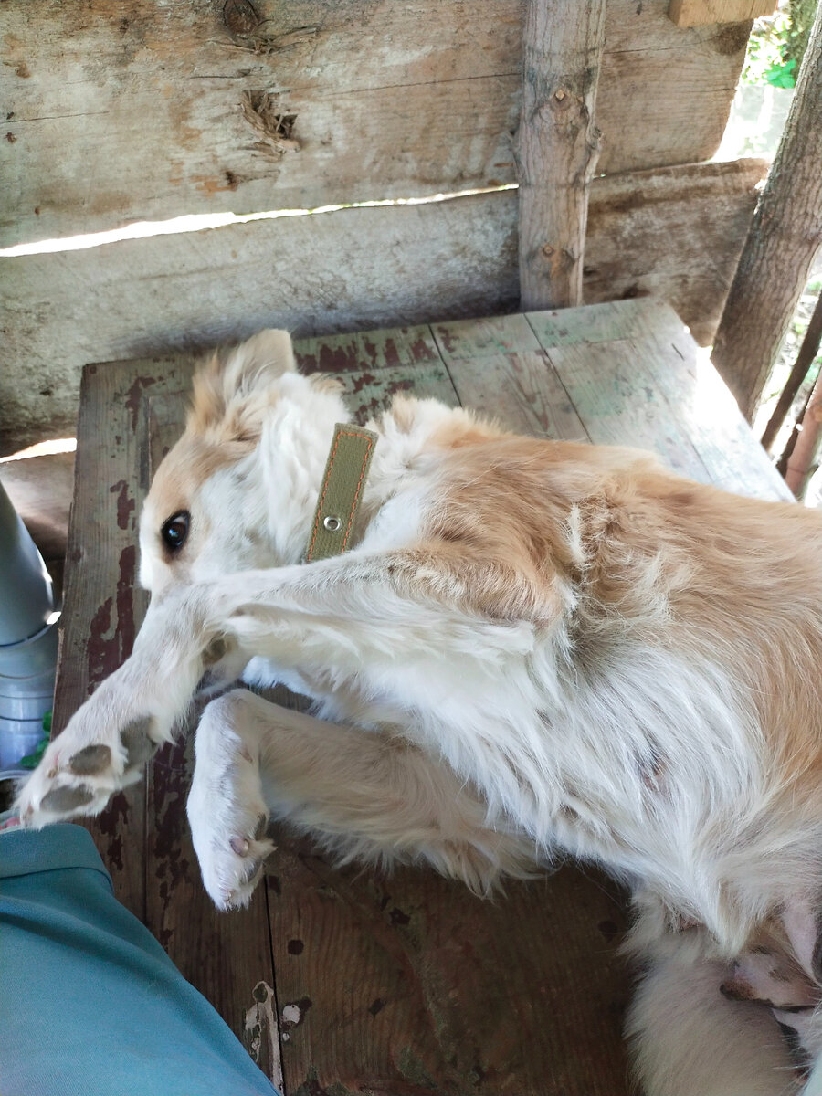 Рыжая красотка