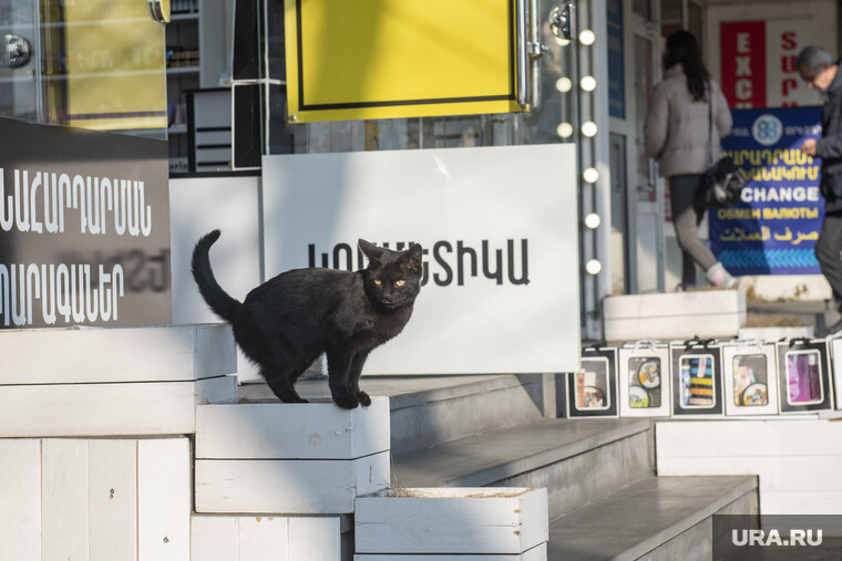    В Екатеринбурге неизвестные пытались повесить кошку